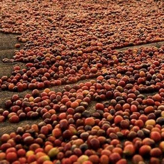 Quả cà phê phơi trên giàn